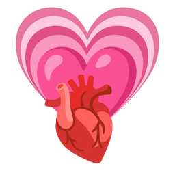 anatomical heart and growing heart