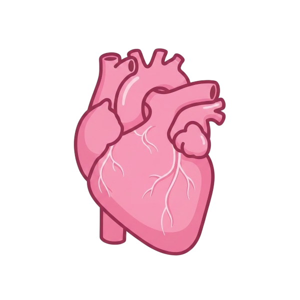 Anatomical heart and Pink heart