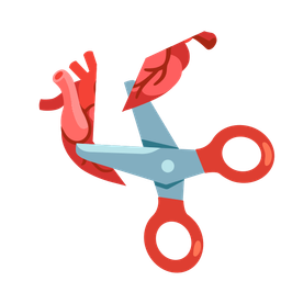 anatomical heart and scissors