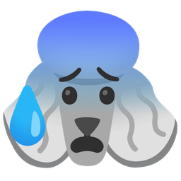 Anxious face with sweat and Poodle