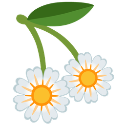 cherries and blossom