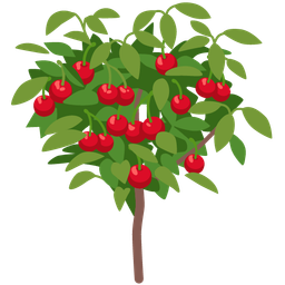 cherries and evergreen tree