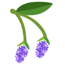 cherries and hyacinth