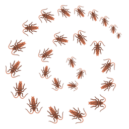 cockroach and cyclone