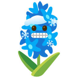 cold face and hyacinth