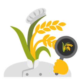 cooking and sheaf of rice