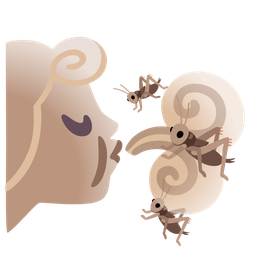 cricket and wind face