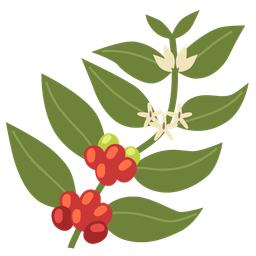 evergreen tree and hot beverage