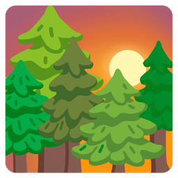 evergreen tree and sunset