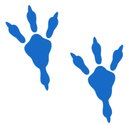 footprints and dragon