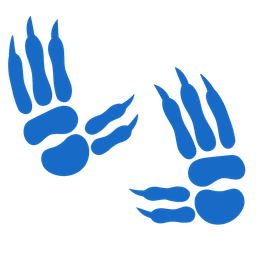 Footprints and Koala