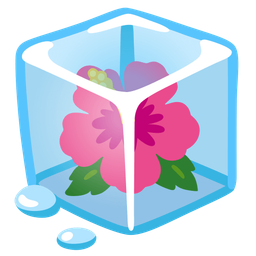 hibiscus and ice