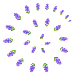 hyacinth and cyclone