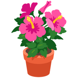 potted plant and hibiscus