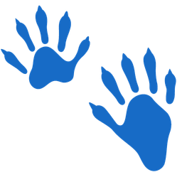 raccoon and footprints