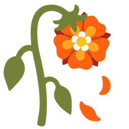 rosette and wilted flower