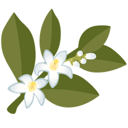 tangerine and blossom