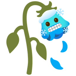 wilted flower and cold face