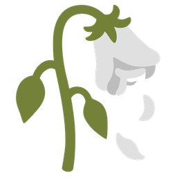 wilted flower and white heart