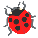 Lady beetle